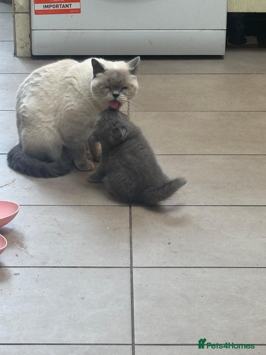 British Shorthair cats for sale: Beautiful British Shorthair Kittens  - Image 7