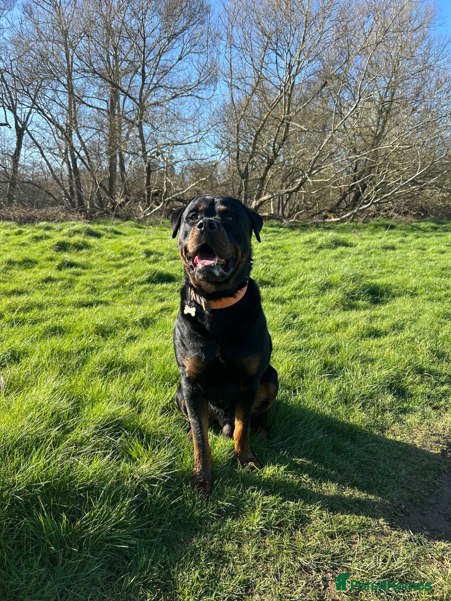 Mixed Breed dogs Male Mastweiler for Stud!! - Advert 2