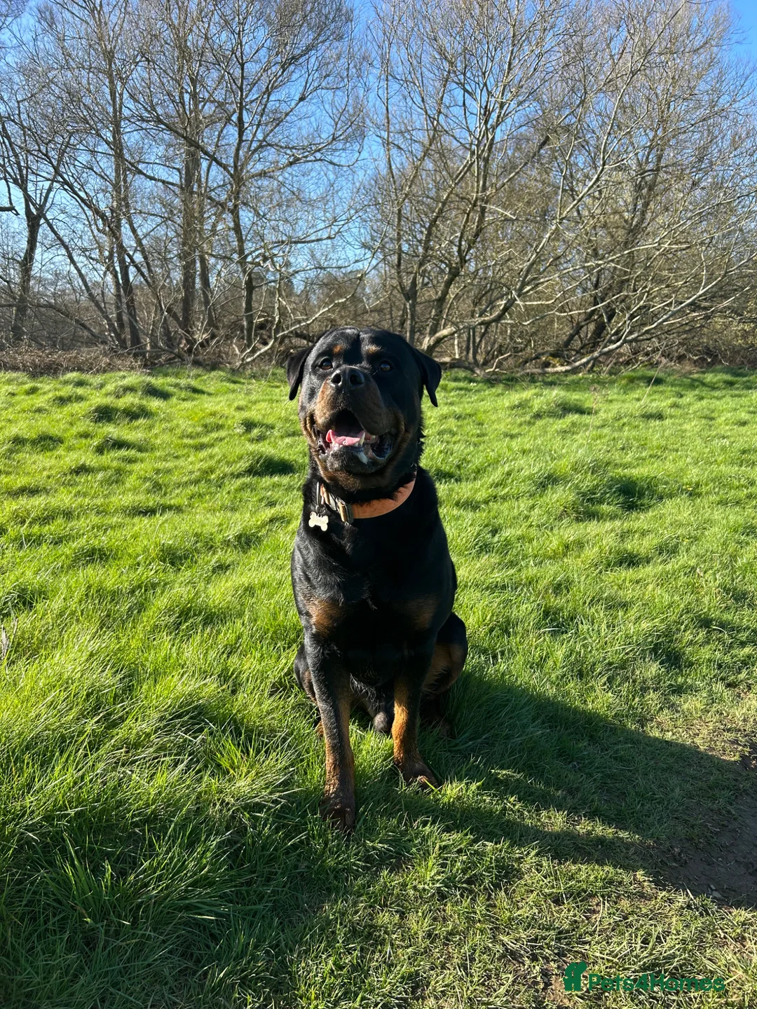 Mixed Breed dogs for stud: Male Mastweiler for Stud!! - Advert 2