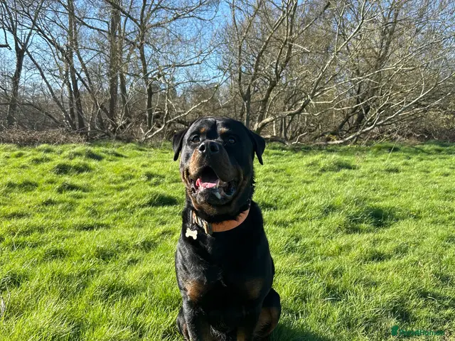 Mixed Breed dogs for stud: Rottweiler ** tiff available for Stud!! - Advert 1
