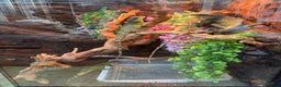 Dragon reptiles for sale: 3 Chinese water dragons 1 male 2 female - Advert 10