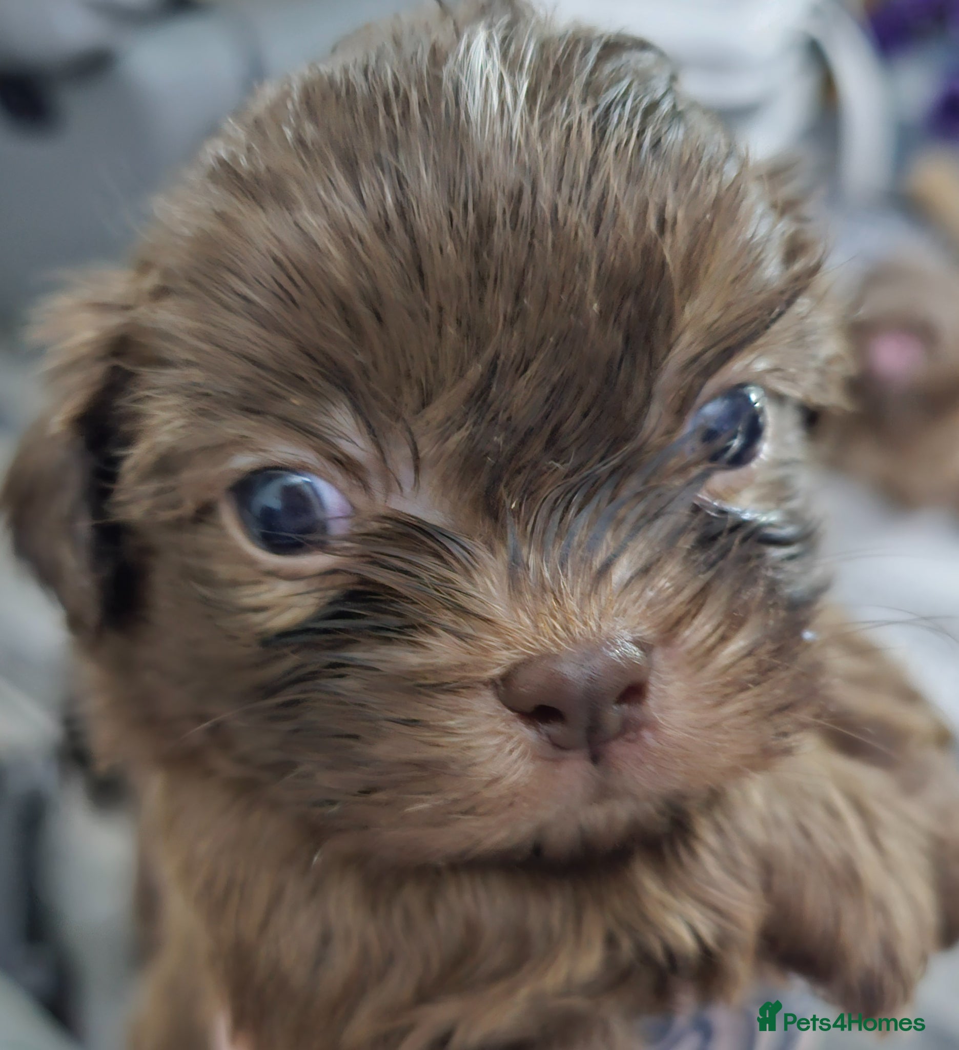 Shih Tzu dogs for sale: Choc Liver Shih Tzu puppies - Advert 20