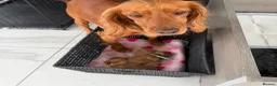 Cocker Spaniel dogs for sale: Stunning cocker spaniel pups  - Advert 5