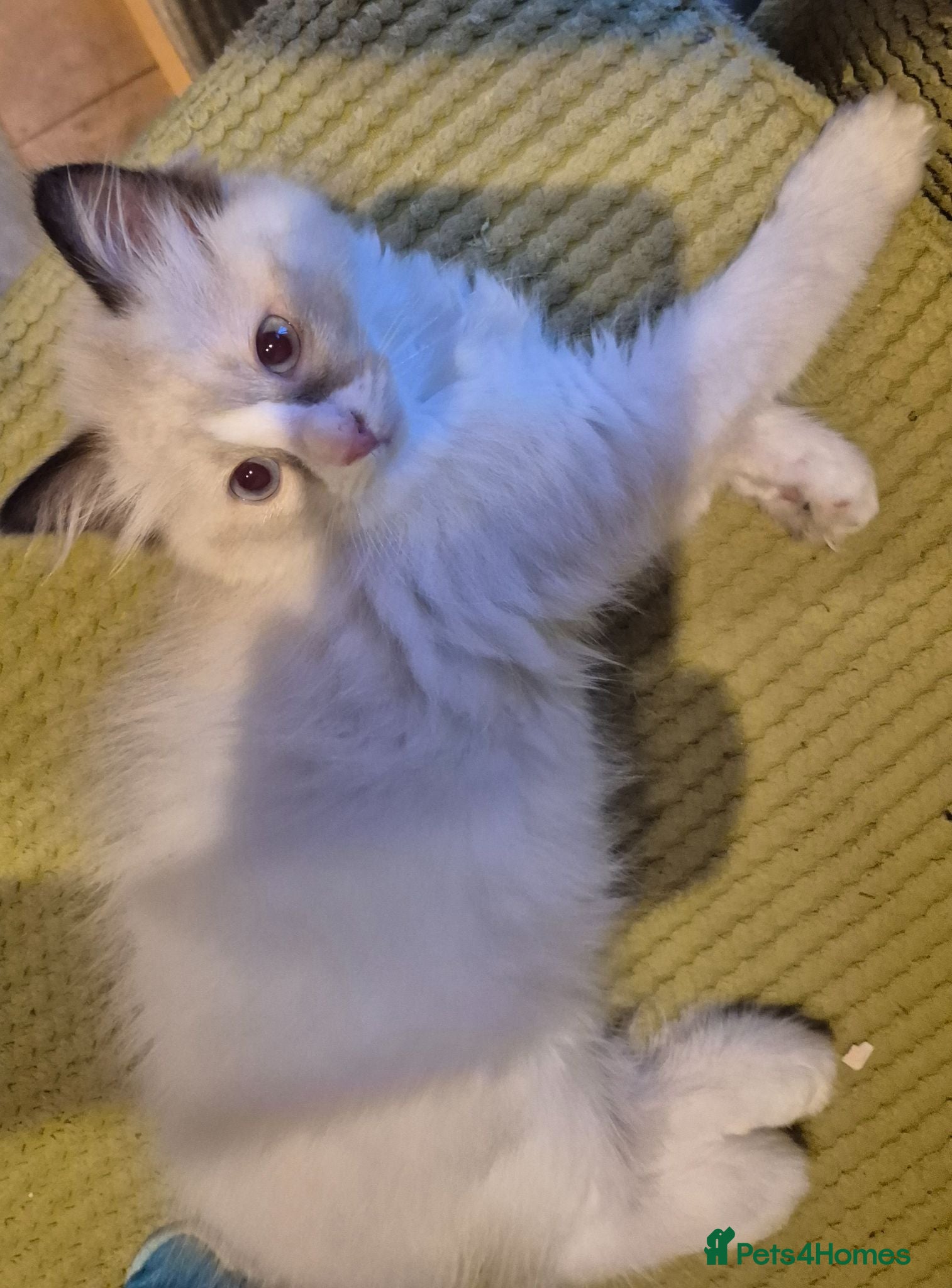 Ragdoll cats Beautiful Bi-Colour Ragdoll's - Advert 2