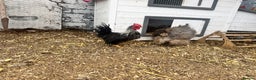 Chickens poultry for sale: Silkied Serama & Blue Silkie Roosters - Advert 6