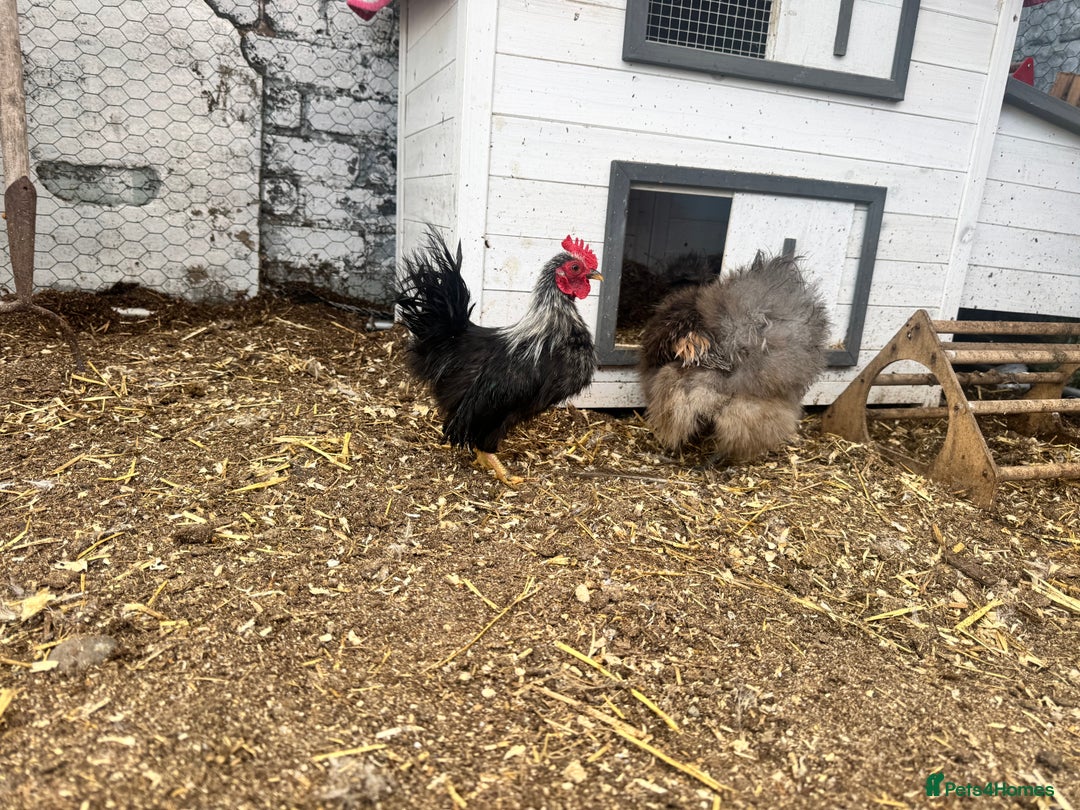 Chickens poultry for sale: Silkied Serama & Blue Silkie Roosters - Advert 6