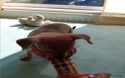 Miniature Pinscher dogs for sale: Mini pinscher for sele  - Image 6