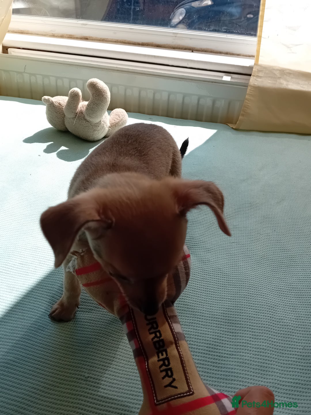 Miniature Pinscher dogs for sale: Mini pinscher for sele  - Image 6