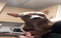 Chihuahua dogs for sale: Brown & tan chihuahua girl  - Image 7