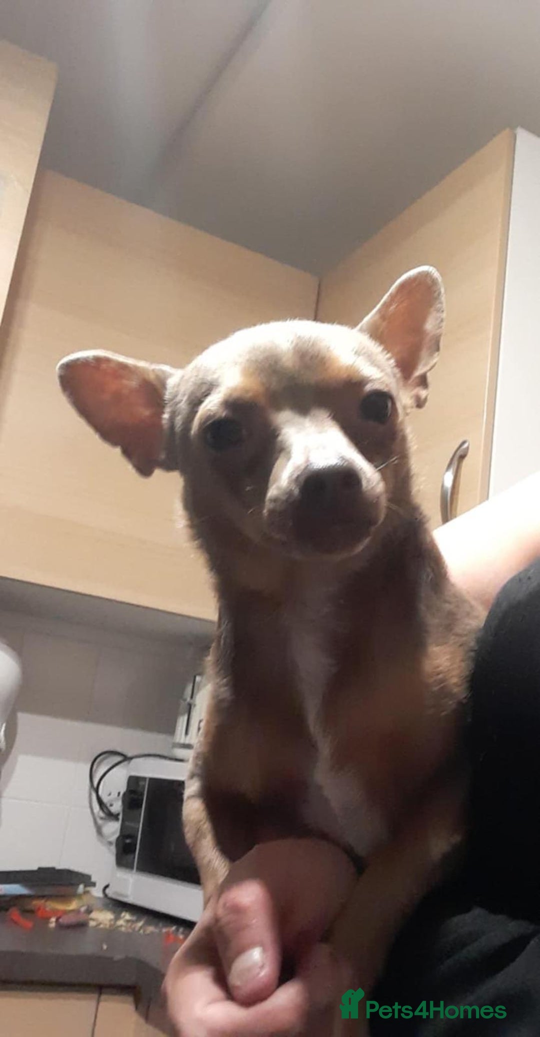 Chihuahua dogs for sale: Brown & tan chihuahua girl  - Image 7