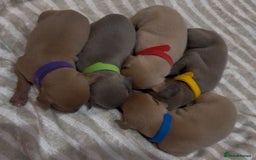 Italian Greyhound dogs for stud: MR MILO AT STUD ( HEALTH TESTED ) in Batley - Image 14