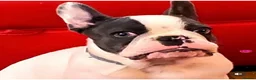 French Bulldog dogs for sale: French Bulldog  in Oldbury - Advert 8