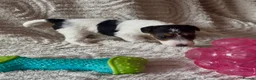 Fox Terrier dogs for sale: Kc wire fox terriers - Advert 8