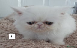 Persian cats for sale: GCCF Registered Persian kittens  - Image 3