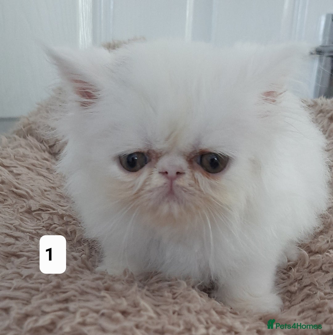 Persian cats for sale: GCCF Registered Persian kittens  - Image 3