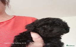 Toy Poodle dogs for sale: Two male health tested toy poodles - Image 8
