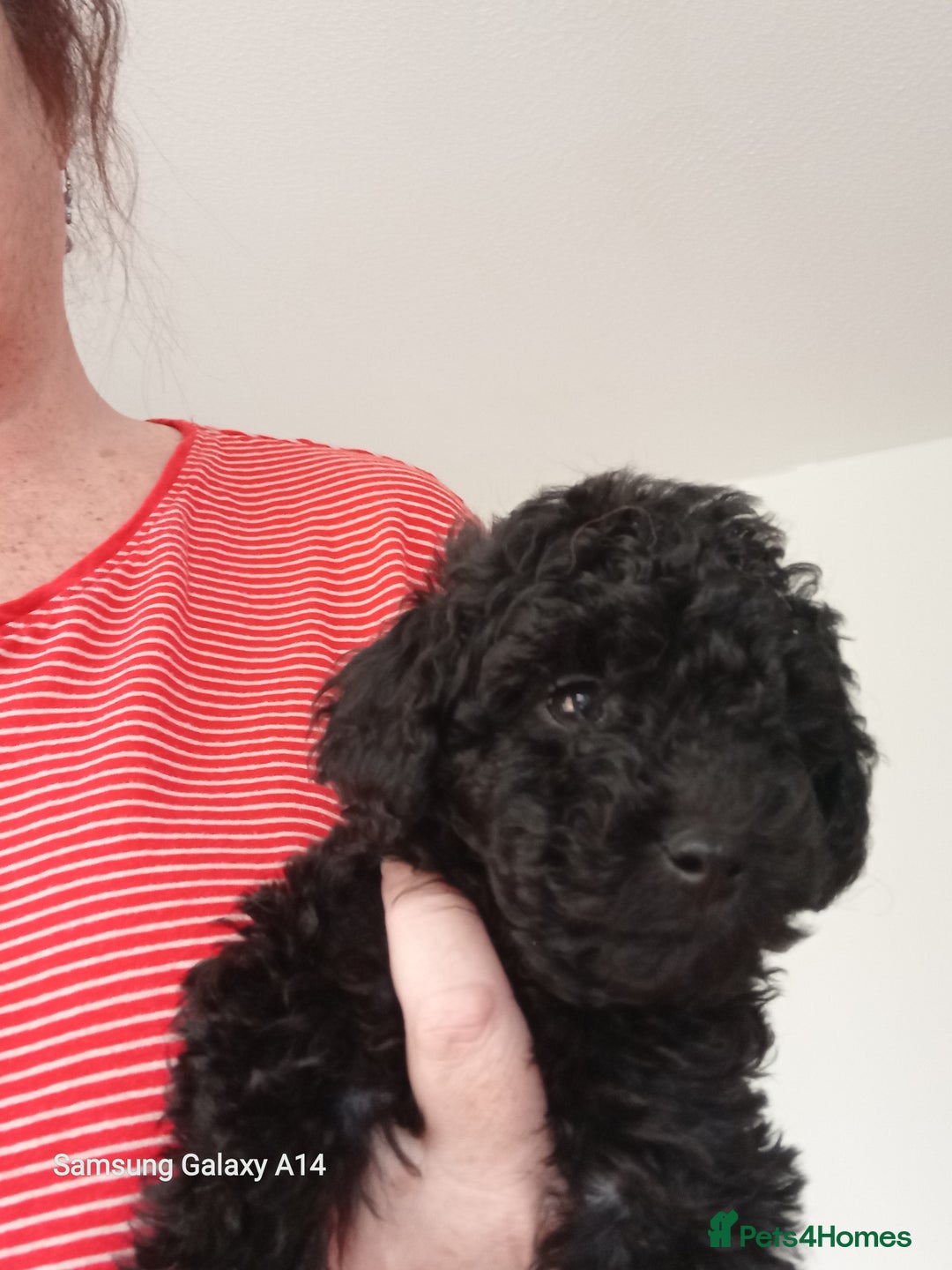Toy Poodle dogs for sale: Two male health tested toy poodles - Image 8