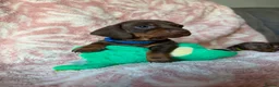 Miniature Dachshund dogs for sale: Beautiful kc registered miniature dachshund pups - Advert 14