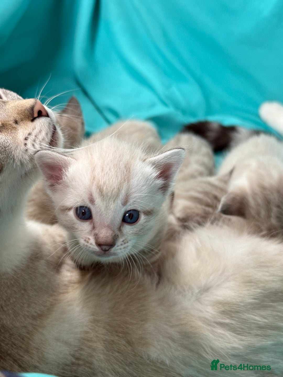 Bengal cats for sale: 7 Snow Bengal Kittens – Stunning Markings! - Image 5
