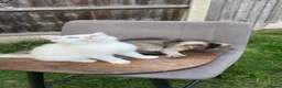 British Shorthair cats for sale: British cats - Advert 23