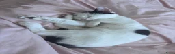 Domestic Shorthair cats for sale: Kittens for sale - Advert 1