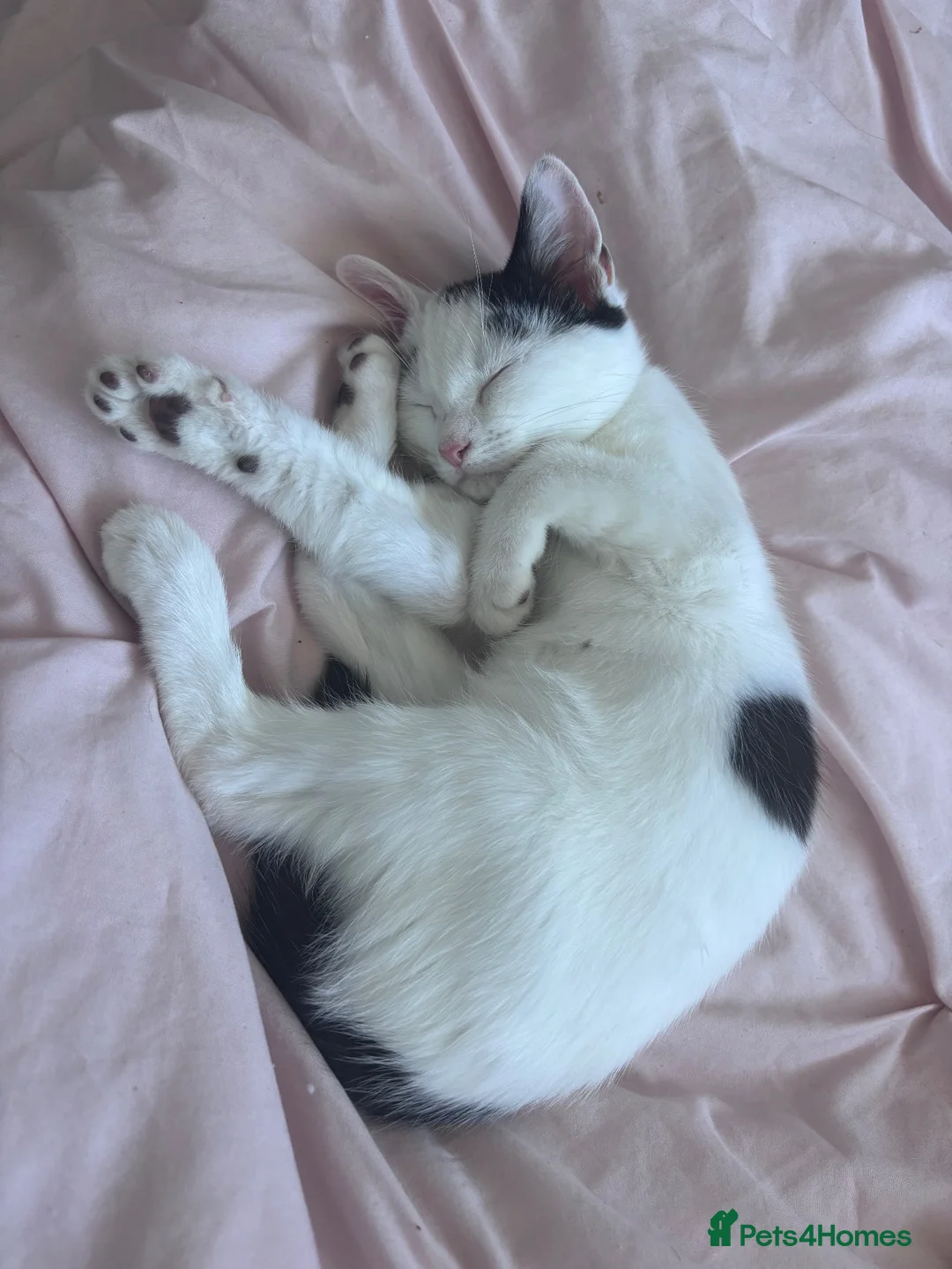 Domestic Shorthair cats for sale: Kittens for sale - Advert 1