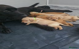 Labrador Retriever dogs for sale: Stunning Labrador Puppies 🥰 - Image 3