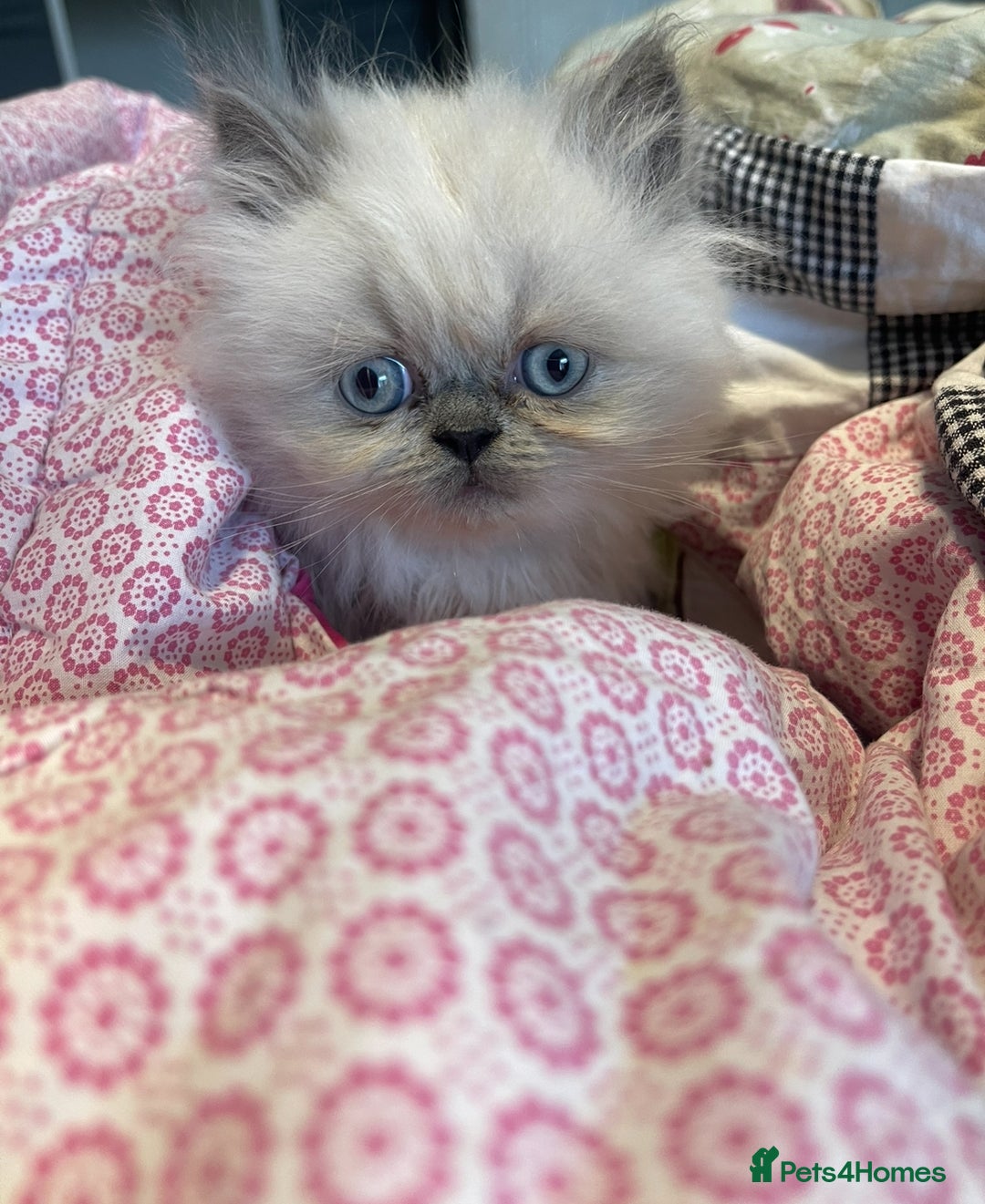 Persian cats for sale: 2 male 4 female  - Image 3