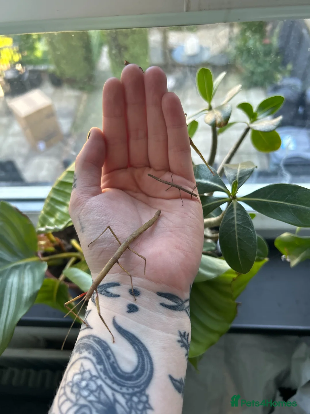 Mixed Breed invertebrates for sale: Slugs, Snails & Stick Insects For Sale 🌿 - Advert 11