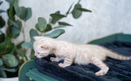 Bengal cats for sale: 3 Snow Bengal Boys-Gorgeous-TICA-Ready in November - Image 25