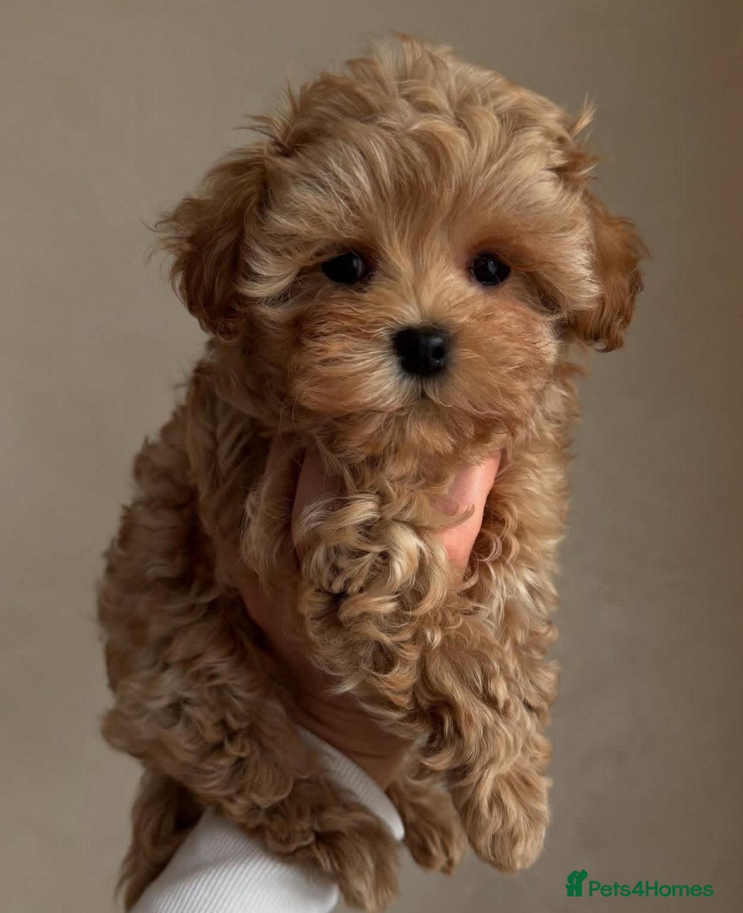 Maltipoo dogs for sale: Beautiful Toy Maltipoo Puppies - Image 14