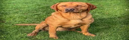Labrador Retriever dogs for stud: Well proven FOX RED Labrador stud - Advert 7