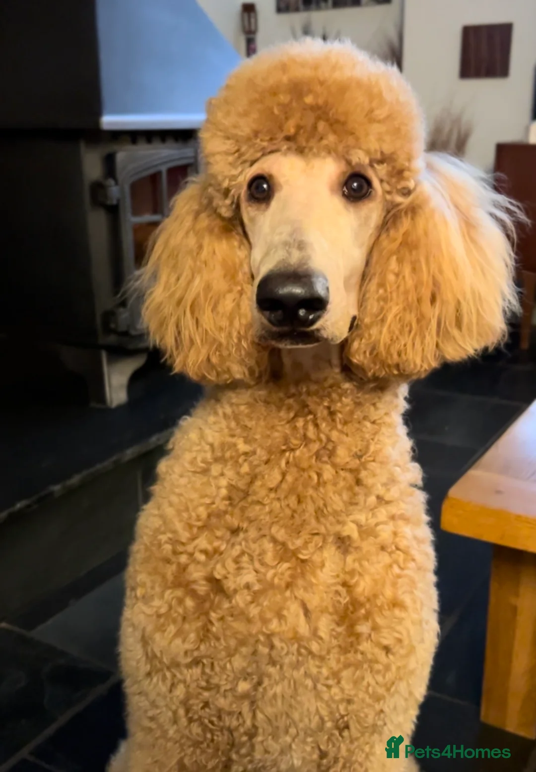 Standard Poodle dogs for stud: DNA & Hip scored KC reg Standard Poodle for Stud in Welshpool - Advert 2
