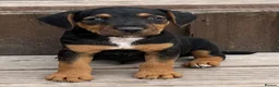 Mixed Breed dogs for sale: Russell x Lakeland pups - Advert 9