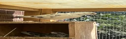 Pigeons birds for sale: Fancy pigeons - Rollers, high flyers and racers - Advert 3