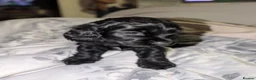 Cocker Spaniel dogs for sale: Show type cocker spaniels - Advert 2