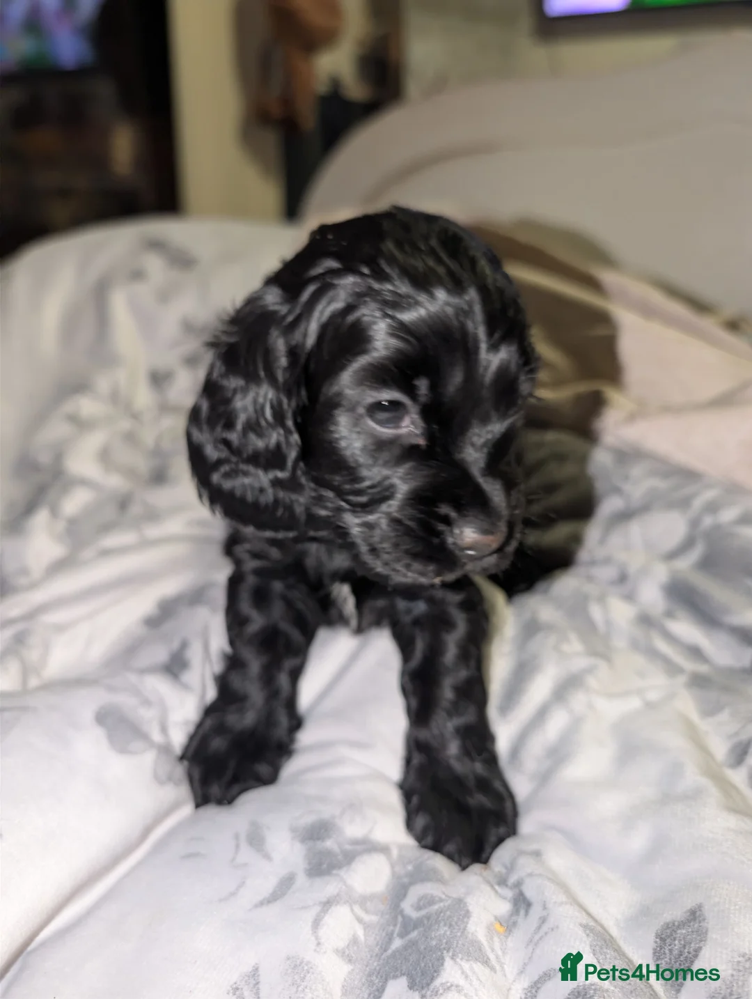 Cocker Spaniel dogs for sale: Show type cocker spaniels - Advert 2