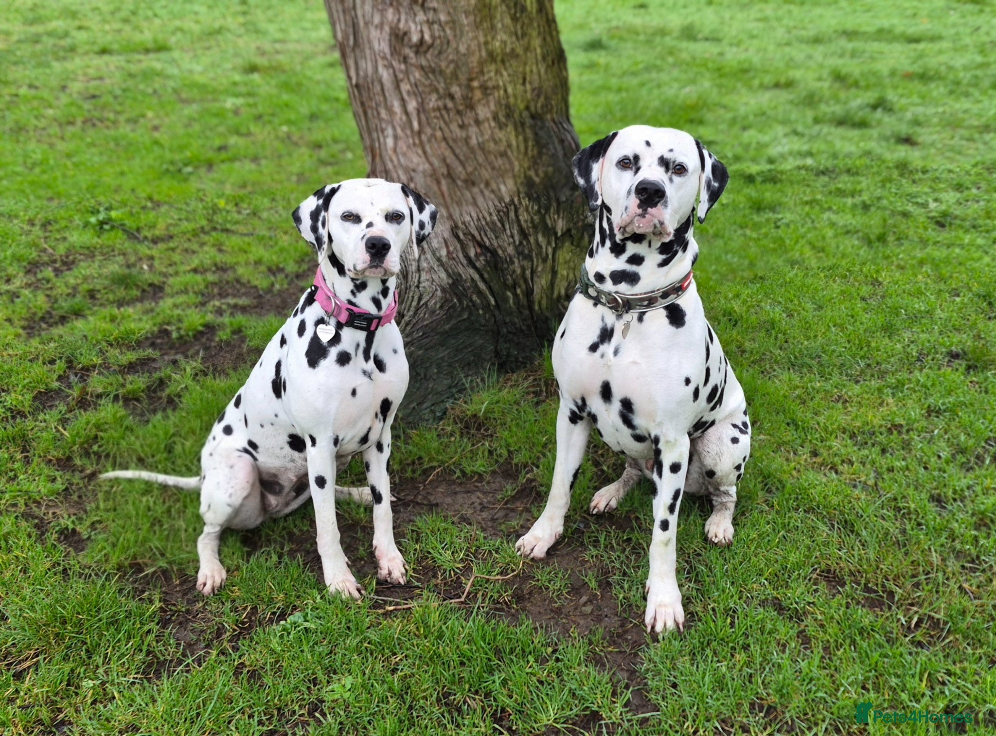 Dalmatian dogs 💕EXCEPTIONAL LITTER INCOMING💕 - Advert 1