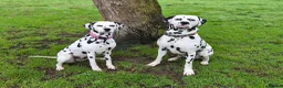 Dalmatian dogs for sale: 💕EXCEPTIONAL LITTER INCOMING💕 - Advert 1