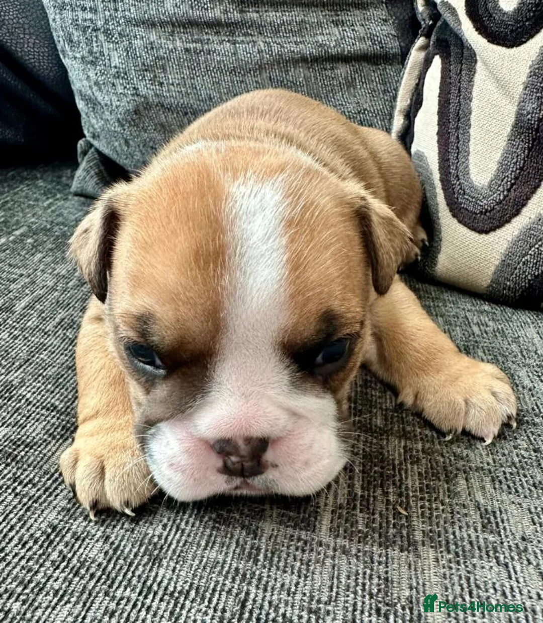 English Bulldog dogs for sale: Home Raised English Bulldog Puppies in Manchester - Advert 2