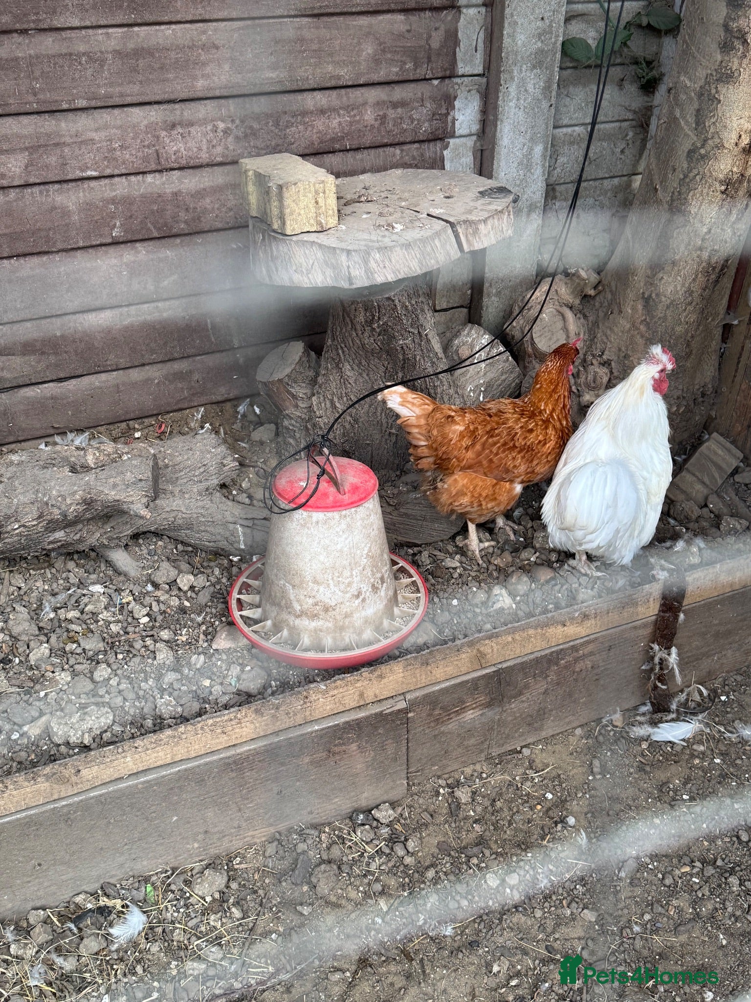 Chickens poultry Bantham cockrell and isa red hen - Advert 1