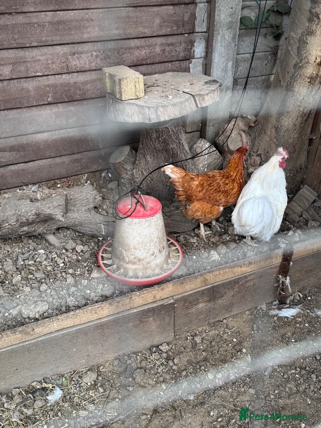 Chickens poultry for sale: Bantham cockrell and isa red hen - Advert 1