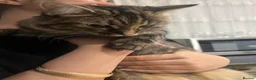 British Longhair cats for sale: Long hair and short hair tabby! - Advert 3