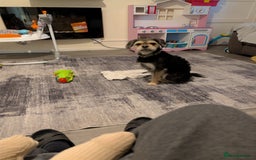 Mixed Breed dogs for sale: Pug x - Advert 1