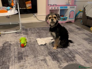 Mixed Breed dogs Pug x - Advert 7