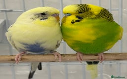 Budgerigars birds for sale: A pair of budgies with cage and some food - Image 2