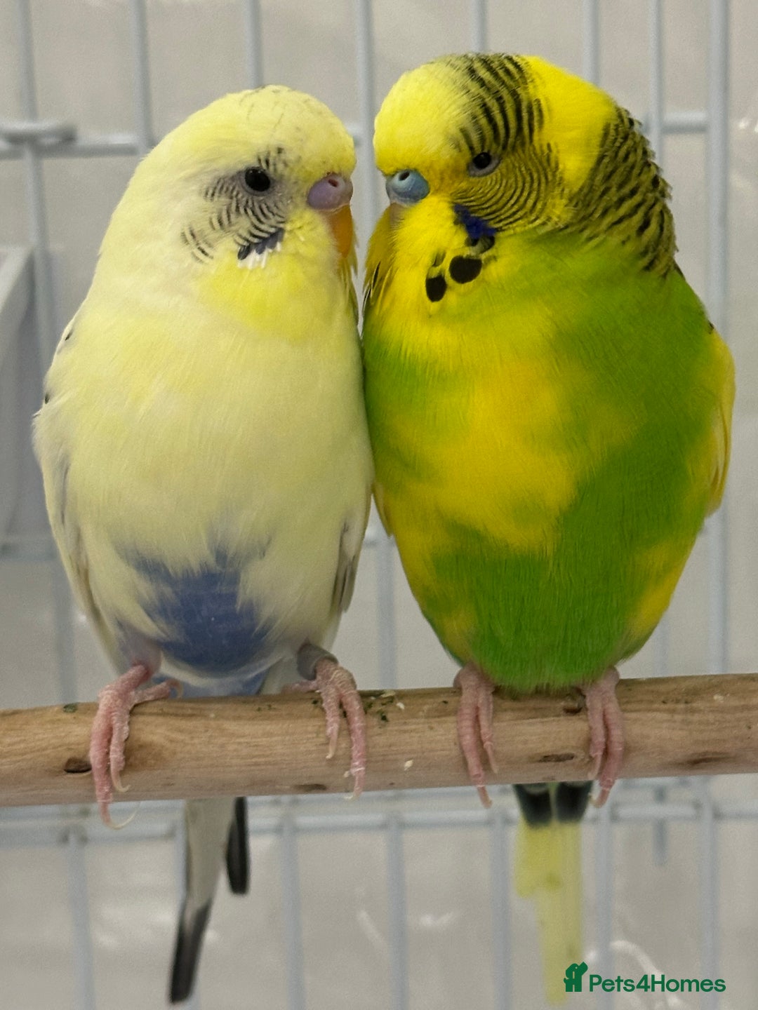 Budgerigars birds for sale: A pair of budgies with cage and some food - Image 2