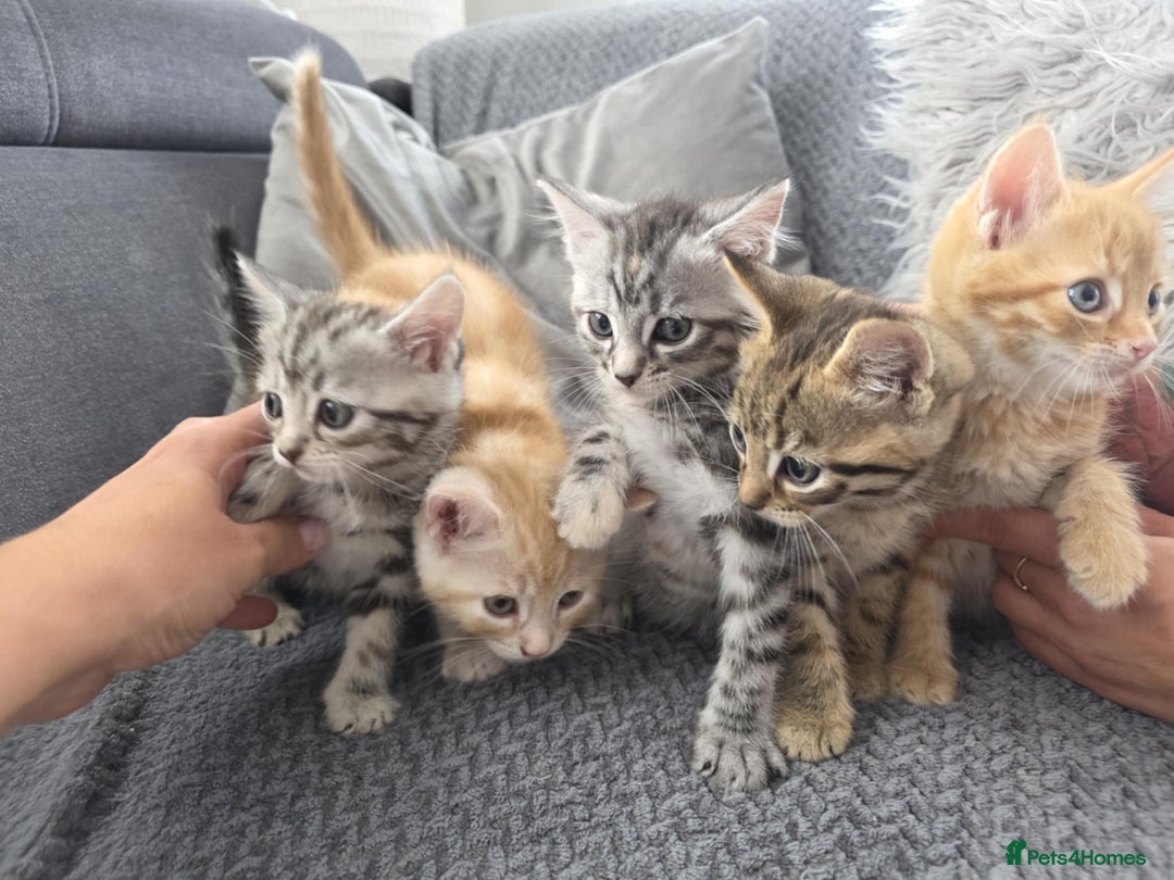 Maine Coon cats for sale: 🐾 Gorgeous Kittens Ready for Their Forever Homes - Image 8
