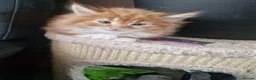 Norwegian Forest Cat cats for sale: Beautiful ginger Norwegian kittens  - Advert 12