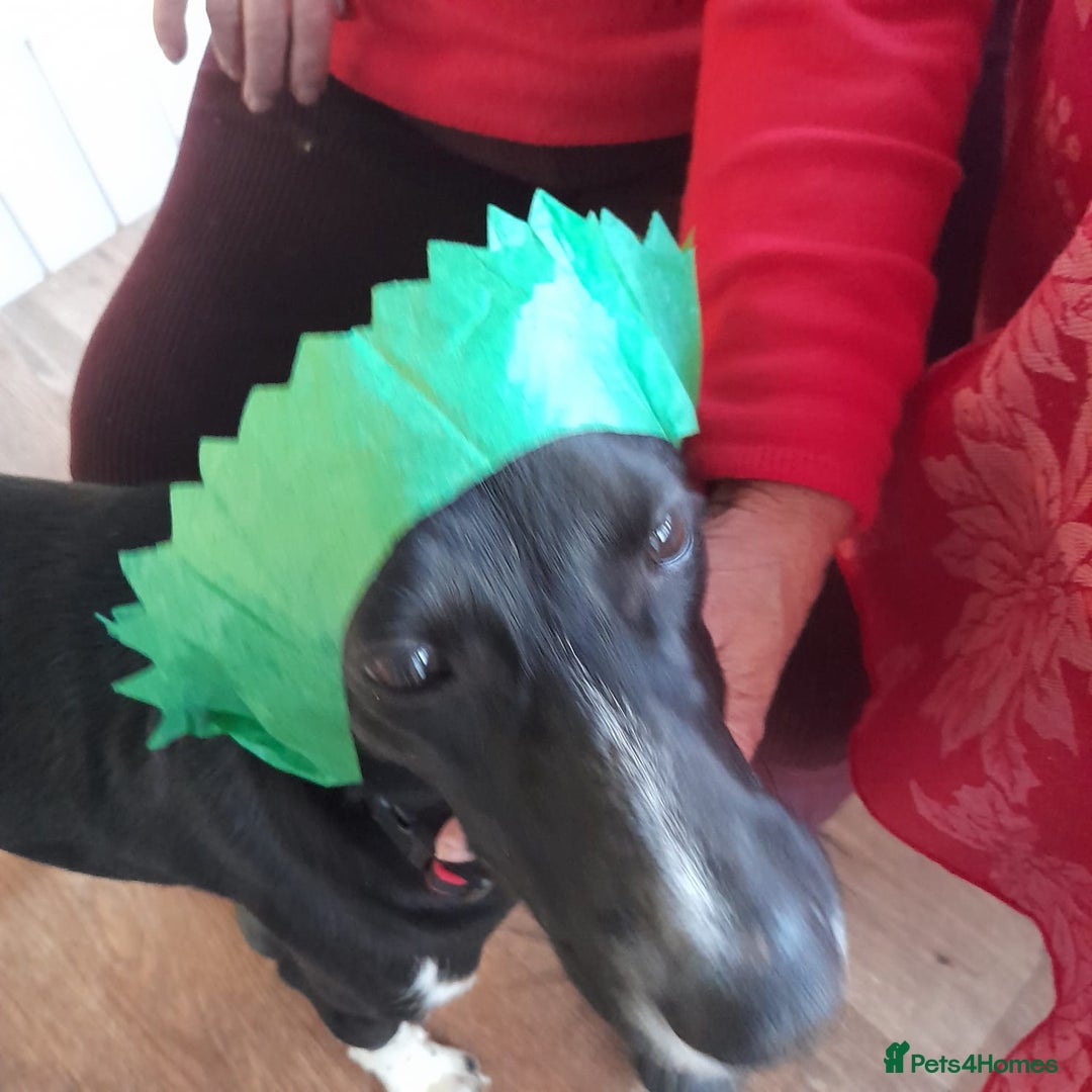 Mixed Breed dogs for adoption: NORA FOR ADOPTION IN CORNWALL/DEVON - Advert 5